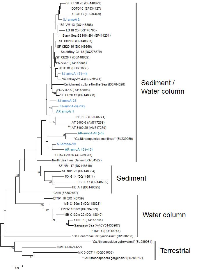 배양된 고세균이 지닌 ammonia monooxygenase subunit A의 phylogenetic tree