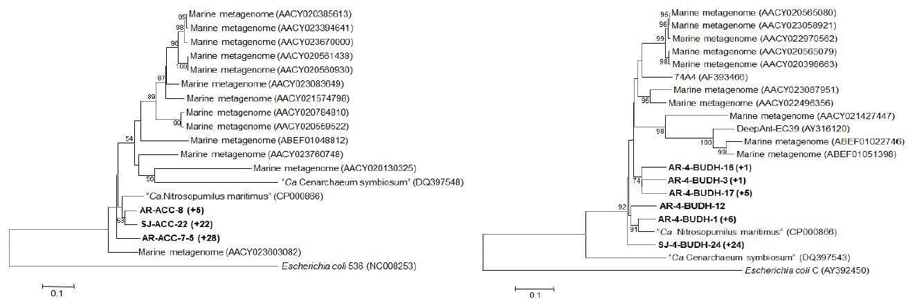 배양된 암모니아 산화 세균으로부터 acetyl CoA carboxylase (ACC) (about 550 bp) (left) and 4-hydroxybutyryl CoA hydratase (4-BUDH) (about 470 bp) (right) 유전자 서열 분석