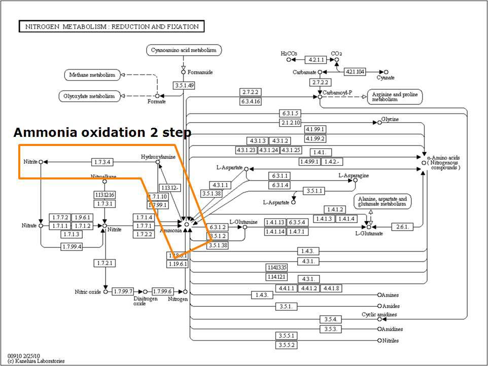 Ammonia oxidation pathway