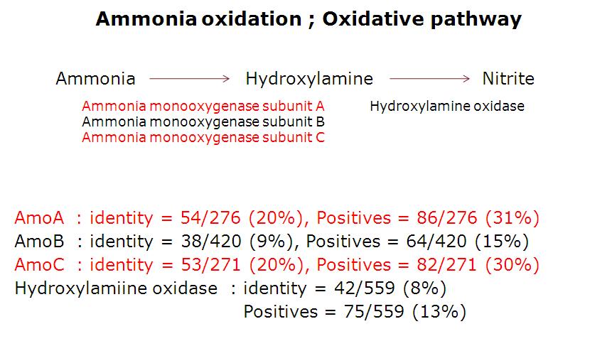 ammonia oxidation step and related enzymes