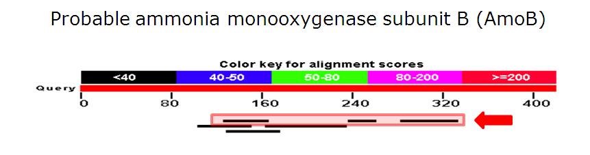 putative ammonia monooxygenase subunit B (amoB) from metagenome (sequence homology <15%)