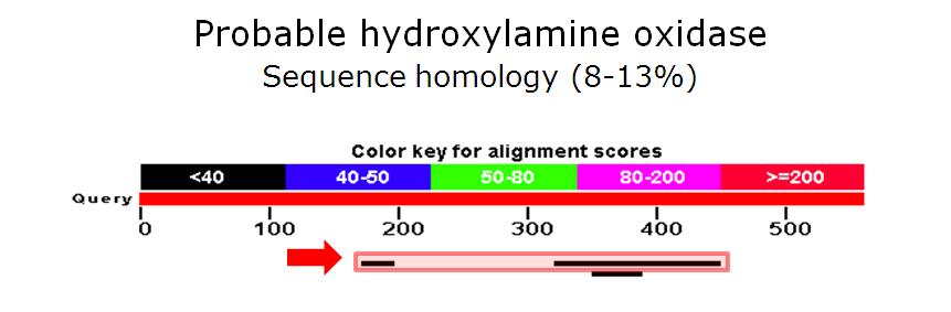 분석된 염색체에서 remote homology를 고려한 probable hydroxylamine oxidase