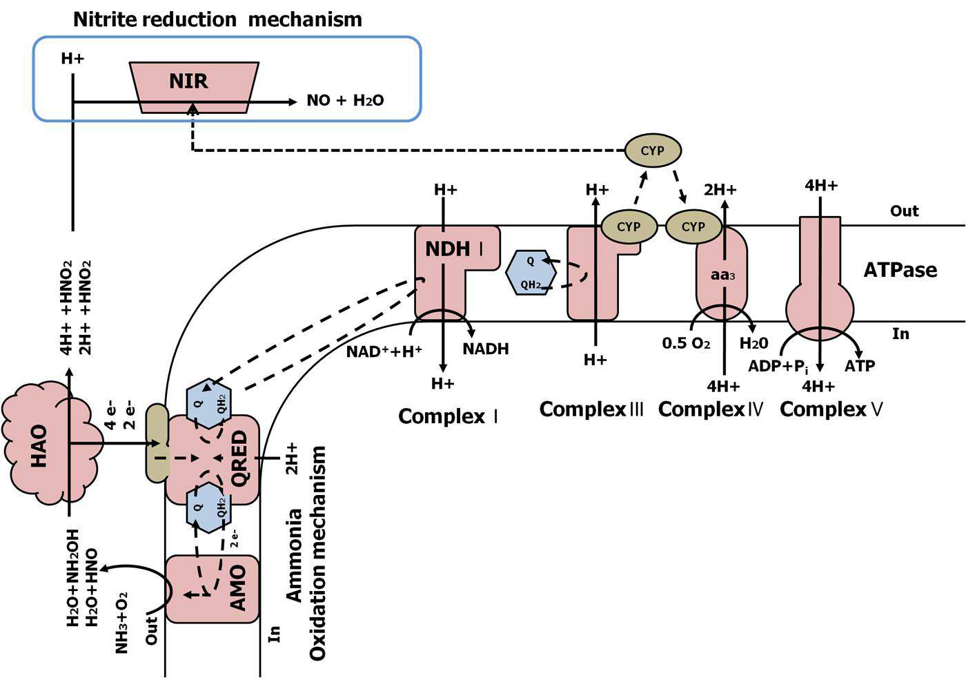 본 연구와 동종의 연구 결과에서 제안된 respiratory pathway.