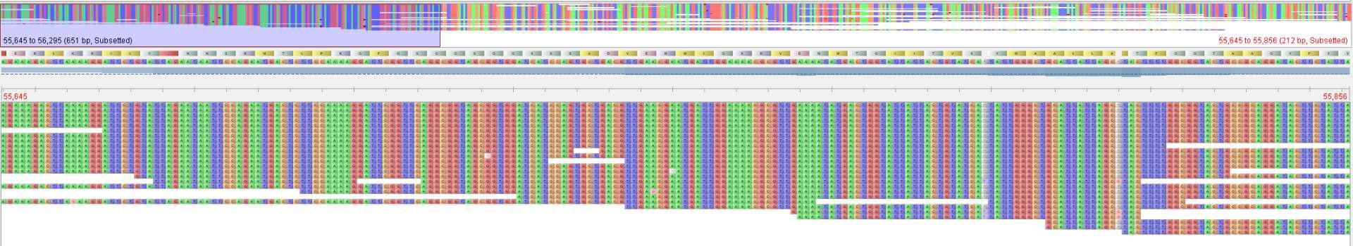 해양 비극한 AOA genome sequence assemble 과정 중