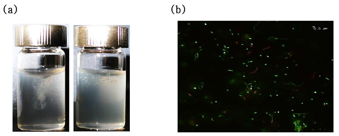 고세균 접종 7일 후 고체배지에서 성장한 균의 모습(a)과 형광현미경 사진(b)