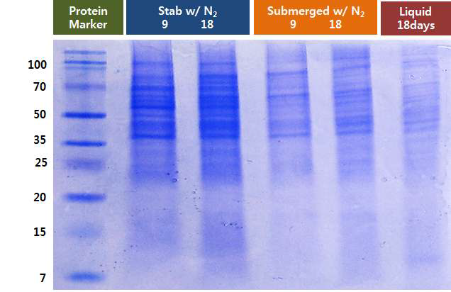 SDS/PAGE를 이용한 고체배양 균주의 총단백질 분석.