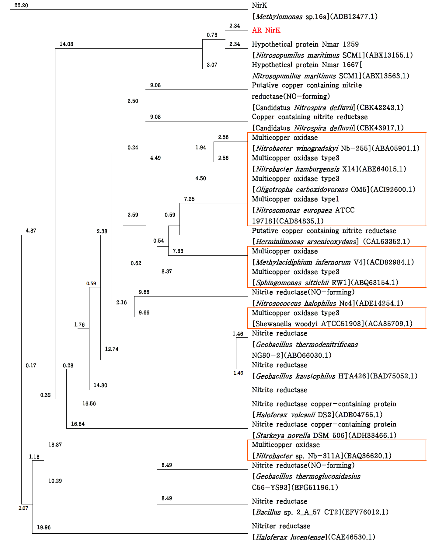 AR nirK 와 진화유연 관계가 밀접한 multicopper oxidase family