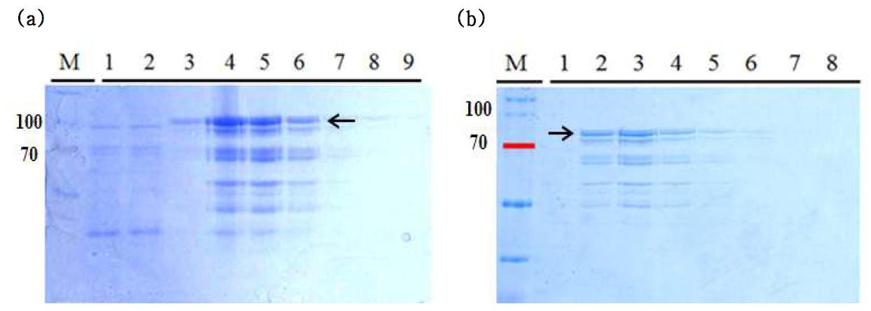 별도의 세포파쇄 과정 없이 정제한 단백질의 SDS-PAGE.