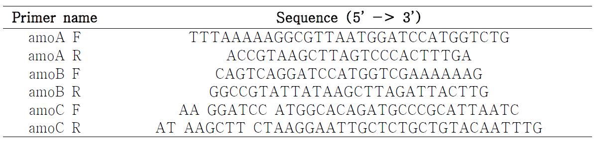 amo 유전자의 증폭을 위한 primer 서열