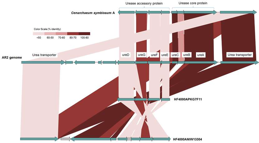 Comparison of genomic region of AR2 containing genes for urea utilization with Cenarchaeum symbiosum and environmental metagnomes.