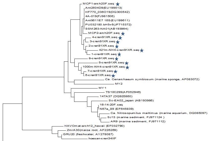 NNA의 16S rRNA gene sequence의 phylogenetic tree