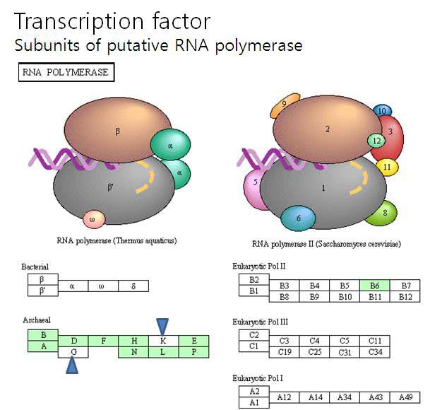 분석된 염기서열내에 존재하는 putative RNA polymerase 의 구성요소. 세모는 전형적인 orthology 가 발견되지 않은 구성요소를 표시