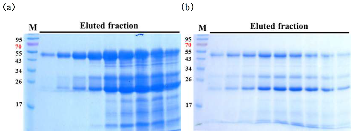 Affinity chromatography를 이용한 항체의 정제 결과.