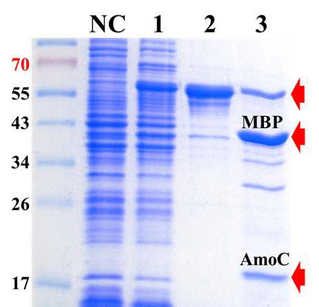 MBP-AmoC의 정제와 MBP와 분리된 AmoC의 SDS-PAGE 결과.