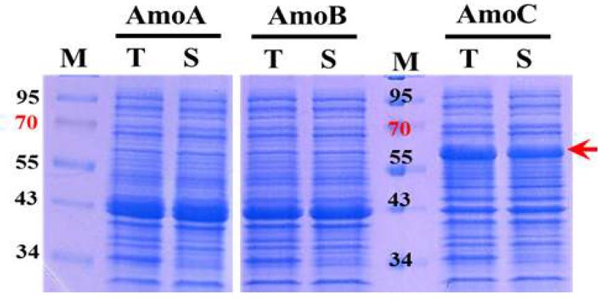MBP 융합 형태로 발현되는 AMO subunit 단백질의 발현 결과.