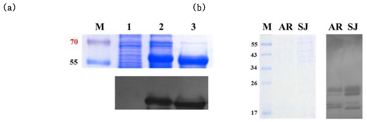 MBP-AmoC(a)와 고세균(AR과 SJ)에 대한 anti-AMO 항체 western blot 결과.