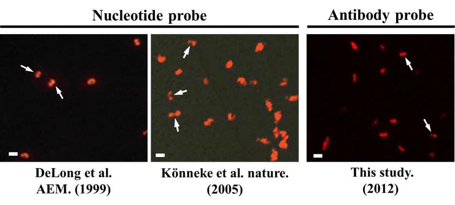 기 보고된 문헌에서 고세균에 특이적인 nucleotide probe로 staining한 세포와 anti-AMO 항체를 사용하여 staining한 세포 이미지의 비교.
