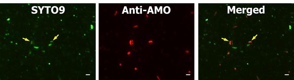 농화배양된 AR을 SYTO9으로 염색하고 anti-AMO 항체로 IF 한 결과와 겹친 이미지.