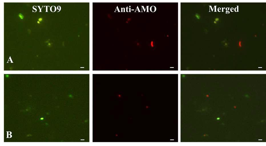 anti-AMO 항체를 사용한 토양 샘플의 IF 결과.
