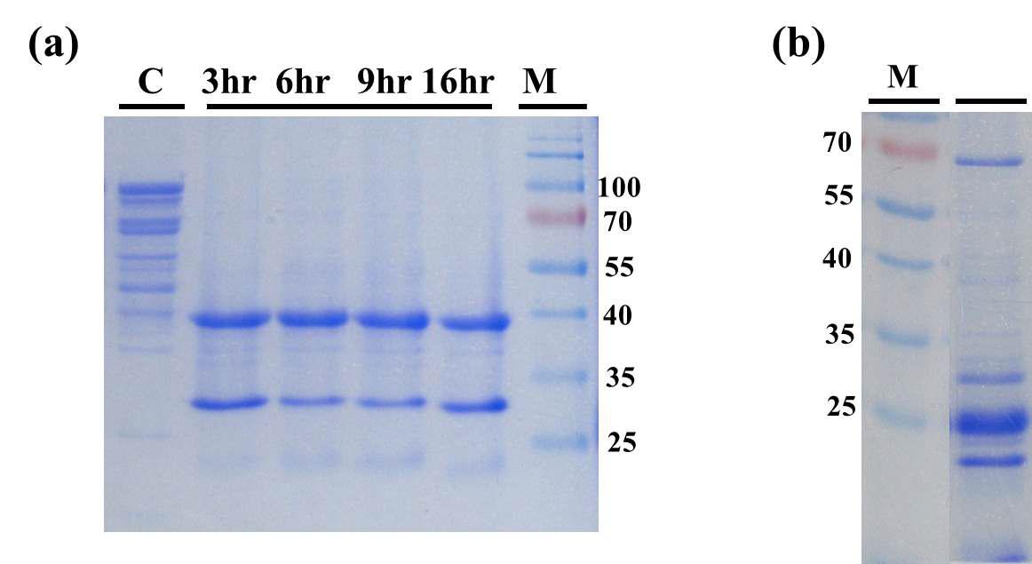 정제한 MBP-NirK에 Factor Xa를 시간별로 처리한 결과(a)와 Histrap FF column을 사용하여 정제한 pET-nK로부터 발현되는 단백질(b)