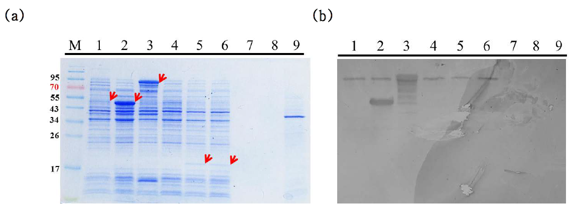 MBP-NirK를 항원 단백질로 사용하여 제작한 항체를 사용한 western blot 결과.