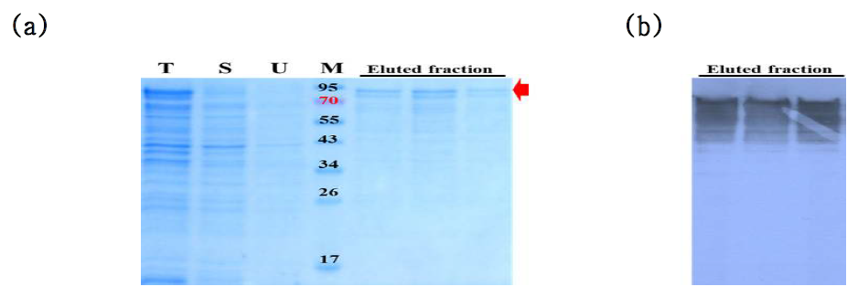 pMAL-MY1 nirK의 발현과 정제한 단백질의 SDS-PAGE(a)와 anti-MBP 항체를 사용한 western blot(b) 결과.