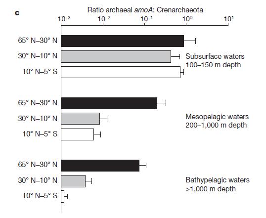 전체해양의 대부분을 차지하는 깊은 바다 (mesopelagic> 200m) 에서의 MGI은 archaeal amoA 유전자를 지니지 않는 non-nitrifying archaea로 추정