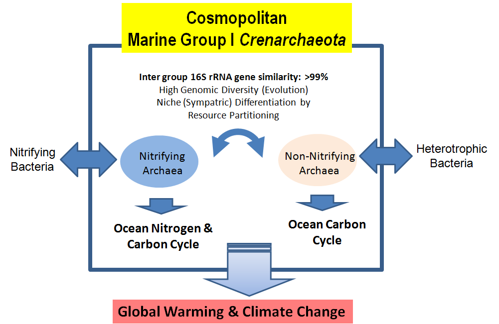 해양에서 우점하고 있는 고세균(nitrifying vs non-nitrifying 그룹) 에 의한 해양(지구) 탄소 및 질소 순환에 대한 기여 모식도