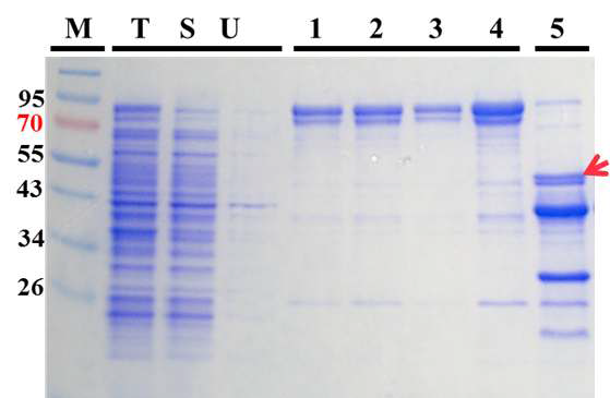 pMAL-nirK(ᐃSP)에서 발현되는 MBP-NirK(ᐃSP)의 정제와 Factor Xa를 처리한 단백질의 SDS-PAGE.