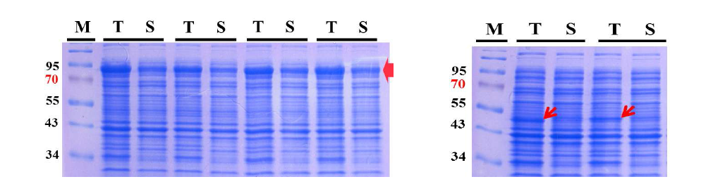 signal peptide로 예측된 24개의 아미노산을 제거한 nirK의 발현 결과