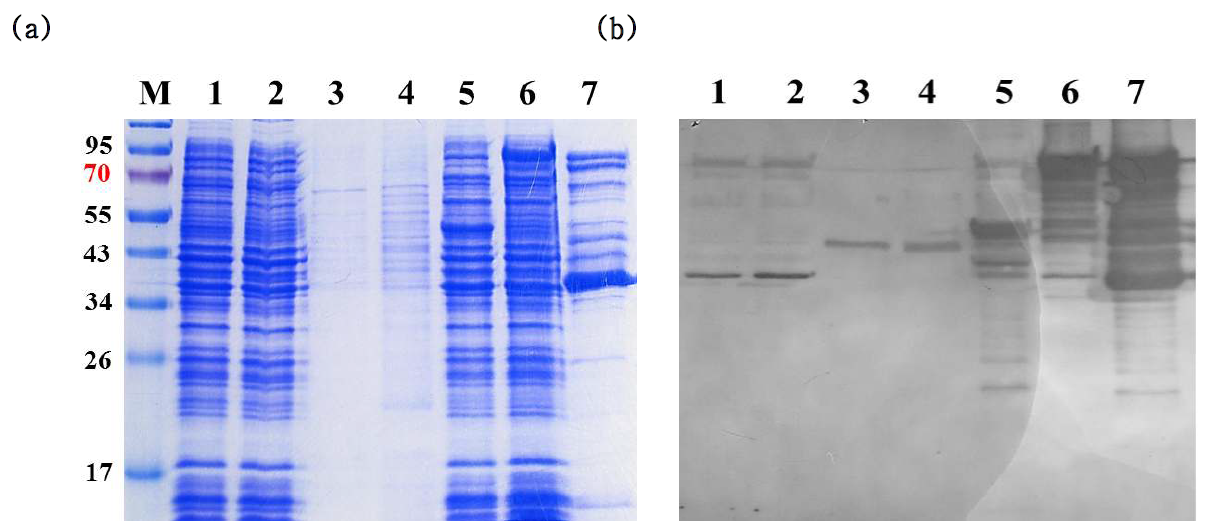 anti-NirK 항체의 특이성을 확인하기 위해 사용된 단백질의 SDS-PAGE(a)와 western blot(b) 결과.