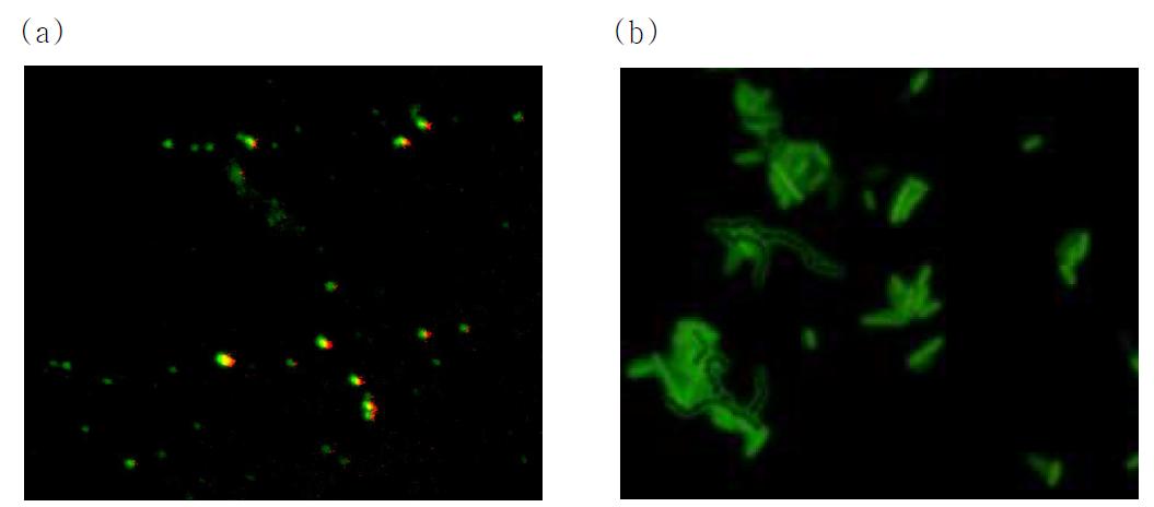 접종 7일 후 고체배지에서 성장한 균의 FISH 사진(a)과 대조군으로서 대장균과 streptococcus mutans의 FISH 사진(b)