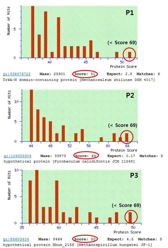 Mascot program을 이용한 고체 배양 균주의 주요 발현 단백질의 동정
