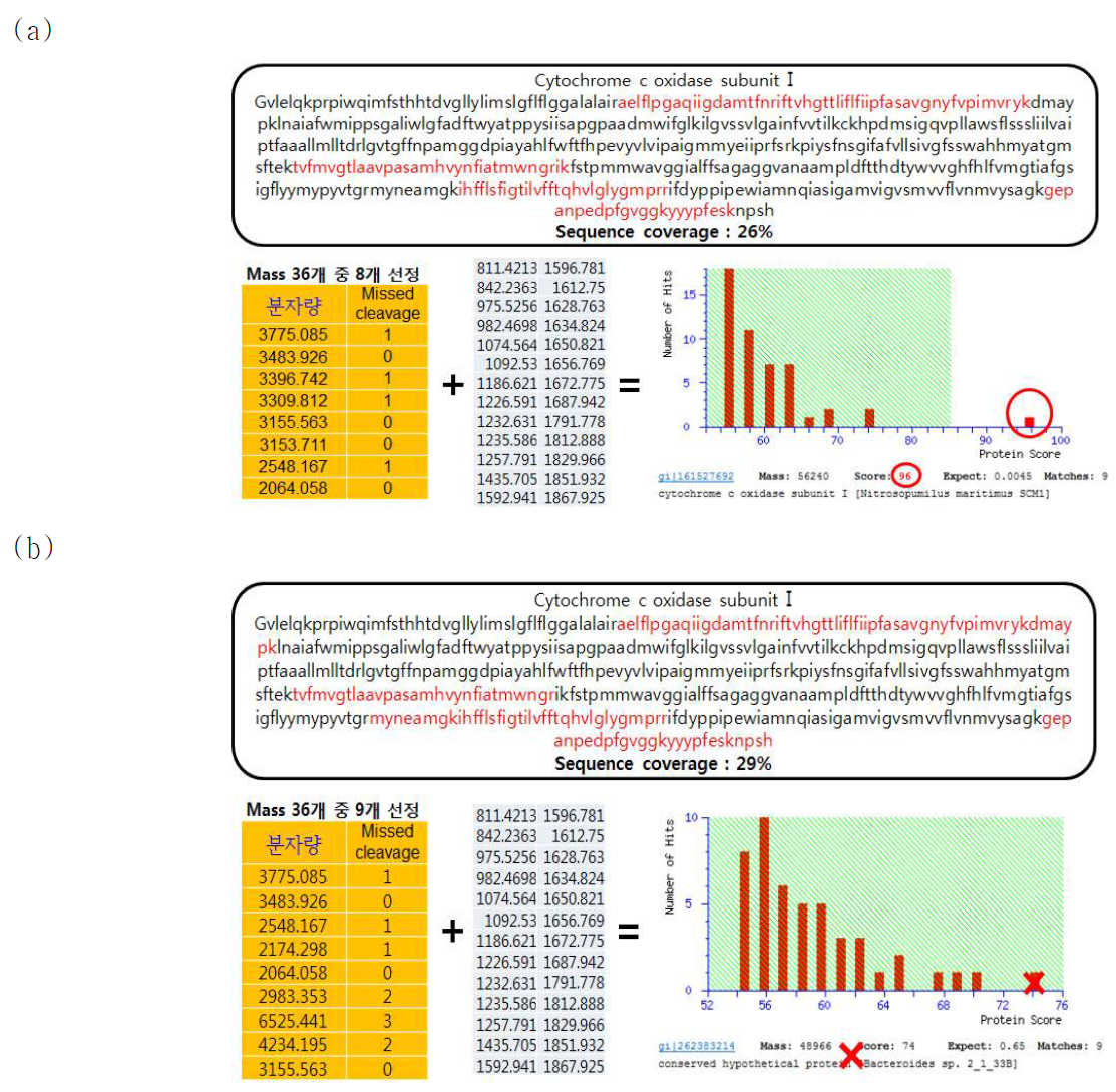 단백질 동정을 위한 Mascot program의 신뢰도 분석.