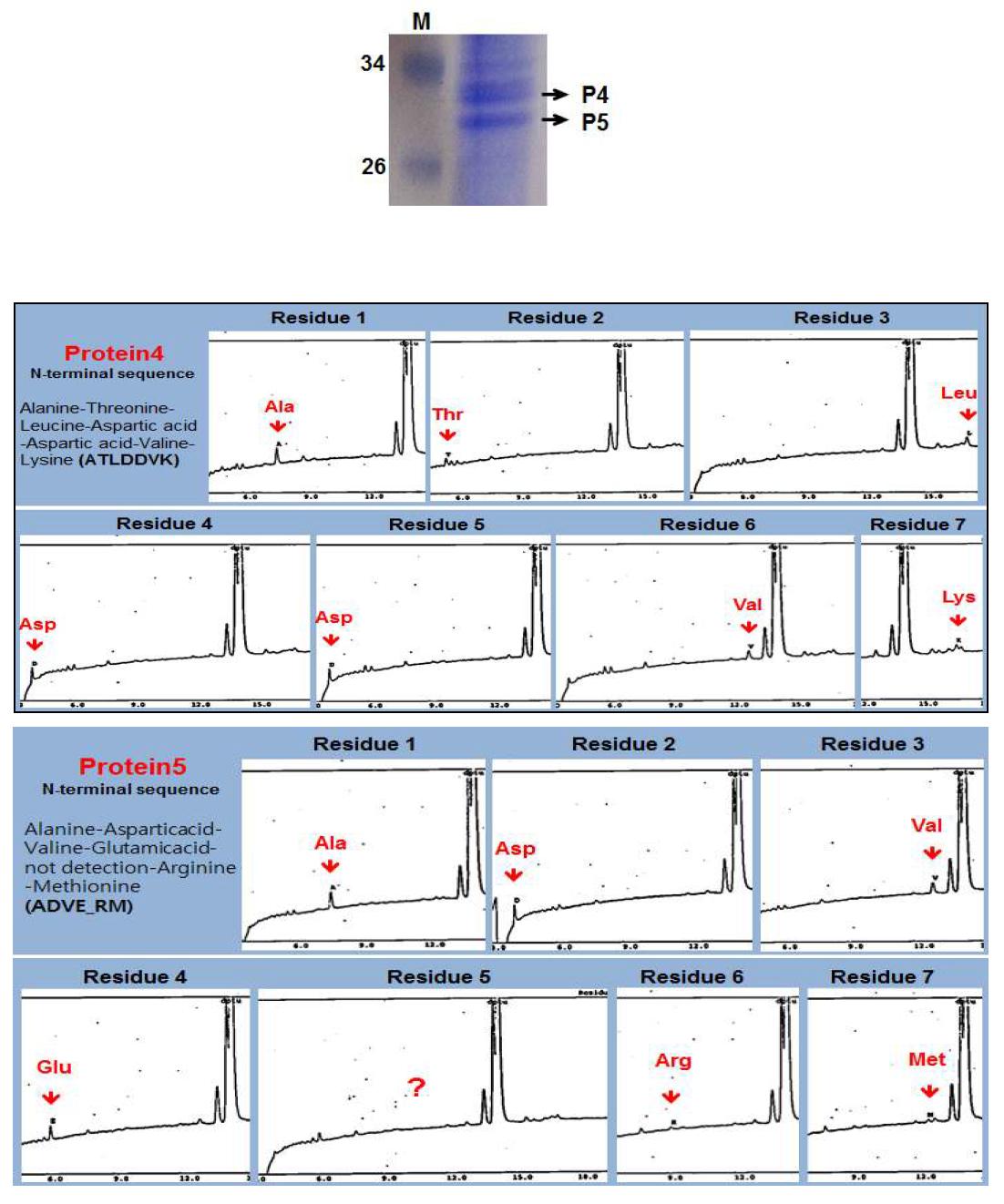 고체 배양 균주로부터 획득한 주요 단백질의 PVDF membrane 사진(a)과 표시 단백질의 N-terminal amino-acid sequencing 결과(b). M, protein size marker