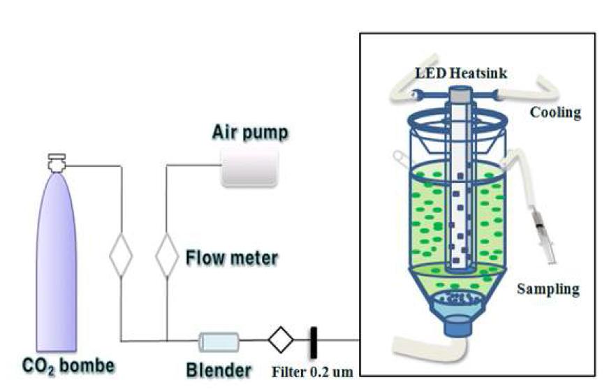 Schematic diagram of LED bioreactor for the cultivation of Spirulina platensis NIES 39.