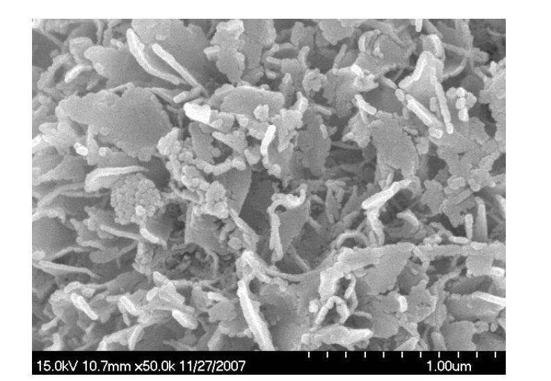 TiOCl2를 출발물질로 하여 만든 40 wt%의 텅스텐이 도핑된 분말의 SEM관찰 결과.