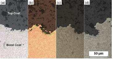 Micro-structural evolutions of TBC isothermally aged at 950℃ for (a) 10 h (b) 50 h (c) 100 h (d) 200 h