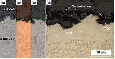 Micro-structural evolutions of TBC isothermally aged at 1,121℃ for (a) 10 h (b) 50 h (c) 100 h (d) 200 h