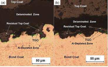 Micrographs showing the delamination in the TBC (a) 1,151℃, 50 h (b) 1,200℃, 50 h