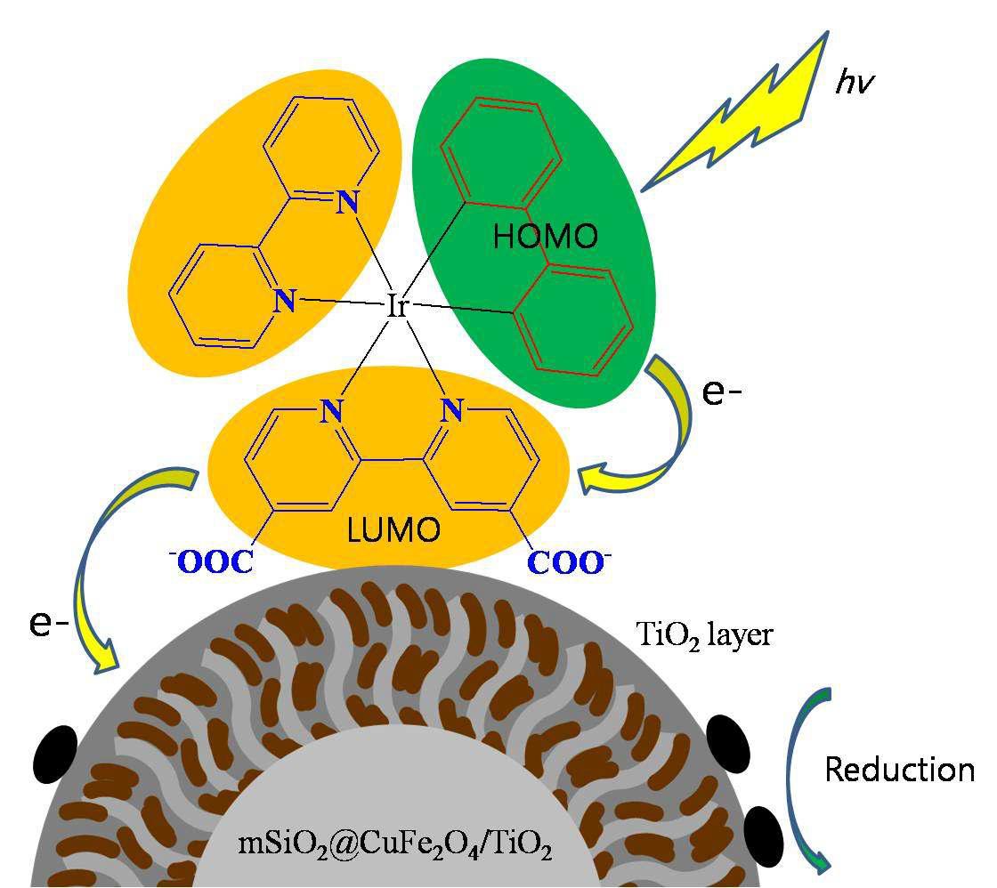 [Ir(bpy)(biph)(BDA)]OTf 화합물을 TiO2/CuFe2O4@SiO2 표면에 부착시킨 혼성 융합 촉매의 광반응 모식도.