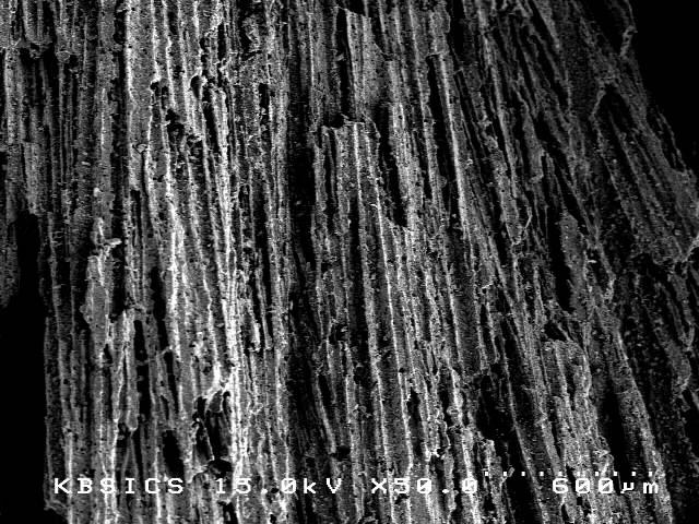 SEM micrograph showing unidirectional, long pore channels aligned regularly along the TBA ice direction after sublimation.