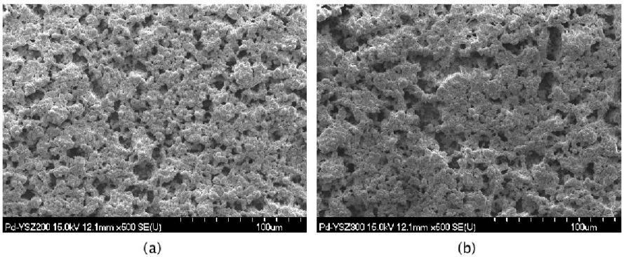 (a) 250mesh를 이용하여 1350℃ 3시간 열처리한 PdAg-YSZ (b) 300mesh를 이용하여 1350℃ 3시간 열처리한 PdAg-YSZ