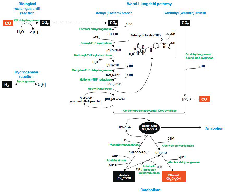 Conversion of CO to ethanol by syngas fermenting bacteria via Acetyl-CoA pathway (Wood–Ljungdahl pathway).