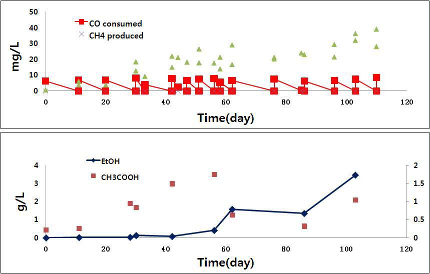 4차 계대를 통한 합성가스 발효세균에 의한 일산화탄소의 시간에 따른 감소