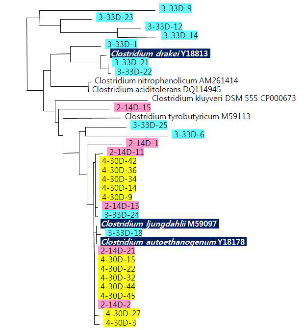 3차 및 4차 계대배양체로부터 확보한 clone들을 중심으로 작성된 phyogenic tree.