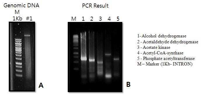 4차 계대배양체의 total DNA extract (A) 및 5종의 효소 검출용으로 제작된 primer를 이용한 PCR products의 전기영동 결과