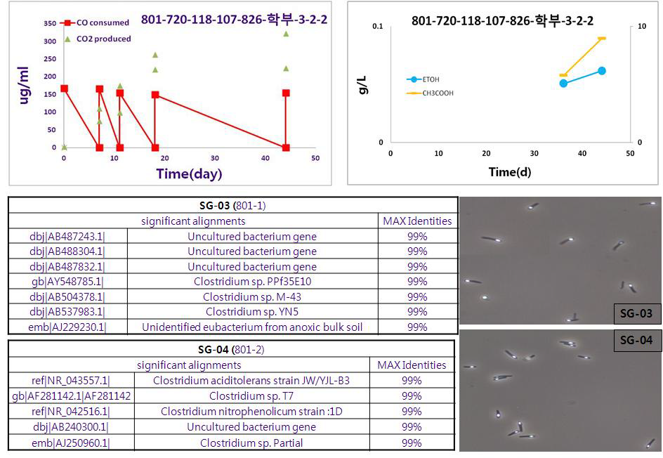 분리균주 SG03, SG04의 계통분류학적 특징 및 CO 발효 특성