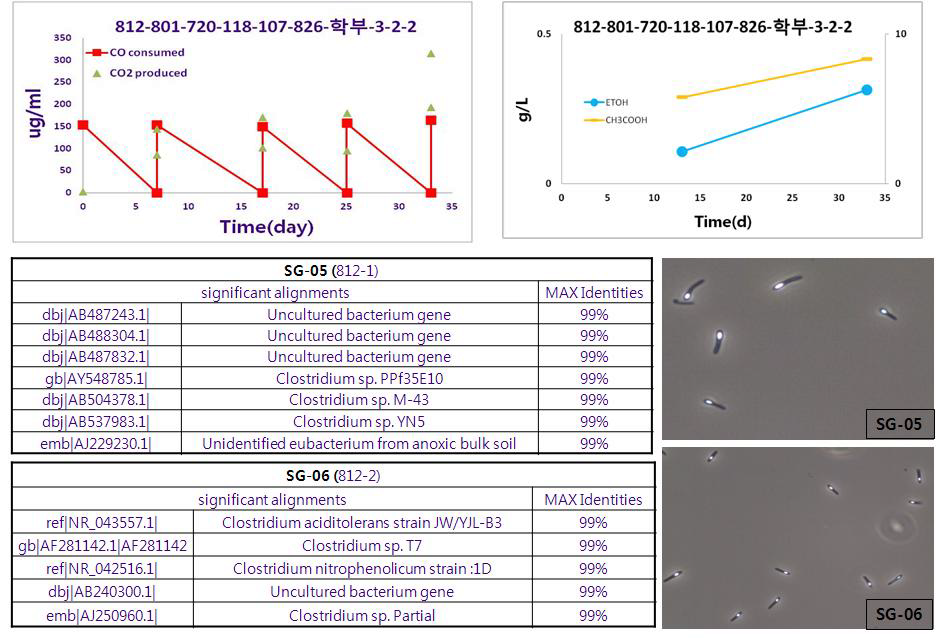 분리균주 SG05, SG06의 계통분류학적 특징 및 CO 발효 특성