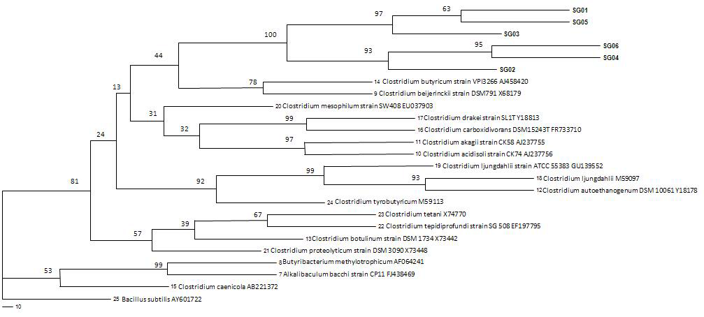16S rRNA 염기서열에 근거한 분리된 6균주의 계통발생학적 연관관계